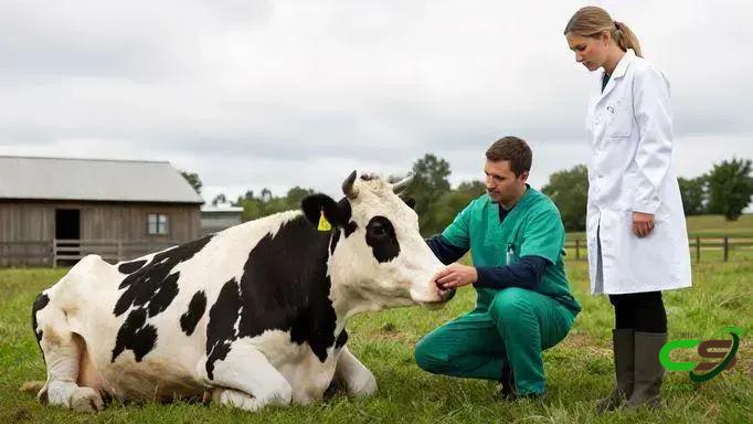 Condição corporal estável favorece recuperação de vacas no pós-parto