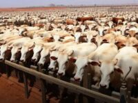 Confinamento avança no Brasil: 31,7% dos animais abatidos em 2025