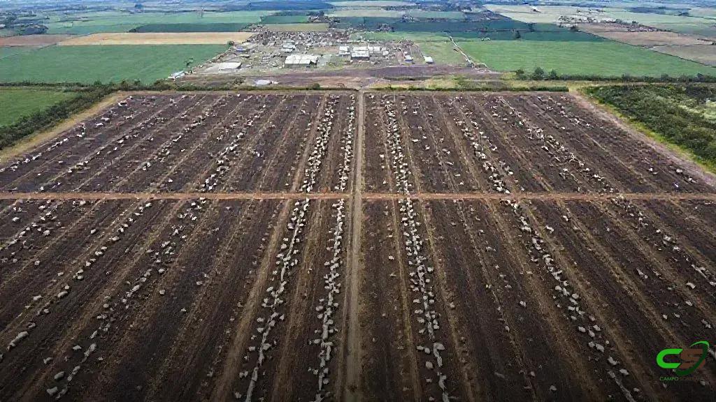 Confinamento MATOPIBA: Captar e Cargill debatem o futuro do sistema