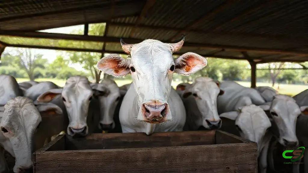 Coopera Agro SC: ACAV e Sindicarne apoiam programa de crédito para o agronegócio de SC