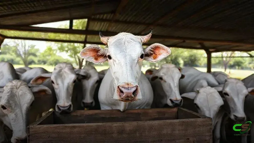 Coopera Agro SC: ACAV e Sindicarne apoiam programa de crédito para o agronegócio de SC