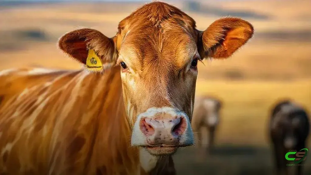 Cruzamento Angus-Boran: heterose e carcaças mais pesadas na pecuária tropical