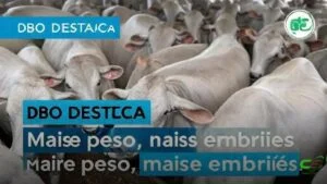 Dieta de alta energia acelera puberdade de novilhas e aumenta lucro quase 3x