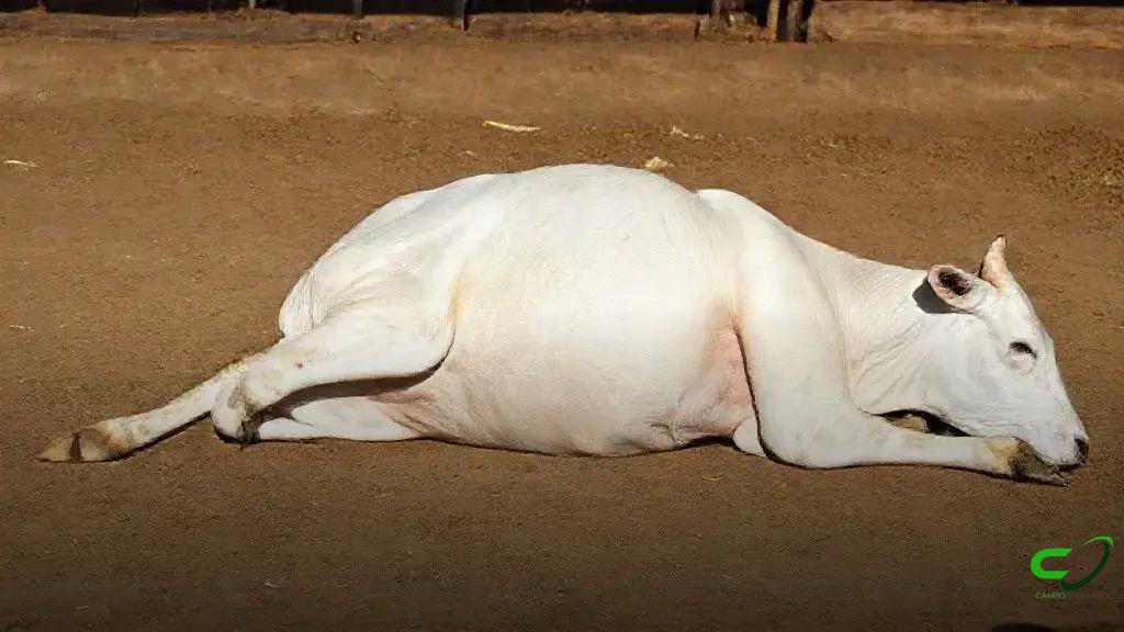 Enterotoxemia em bovinos confinados: surto no Centro-Oeste supera 1.000 mortes