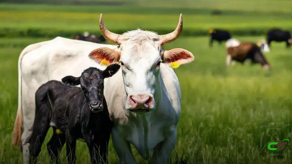 ESG no Agronegócio: ganhos de R$247 bi/ano e 2 milhões de empregos