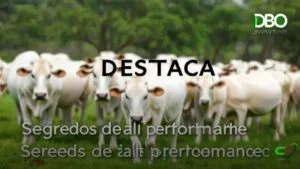 Estratégias de Reprodução Bovina para aumentar produtividade e lucro na fazenda