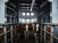 Exportações de gado vivo evoluem: das pequenas embarcações aos supernavios adaptados