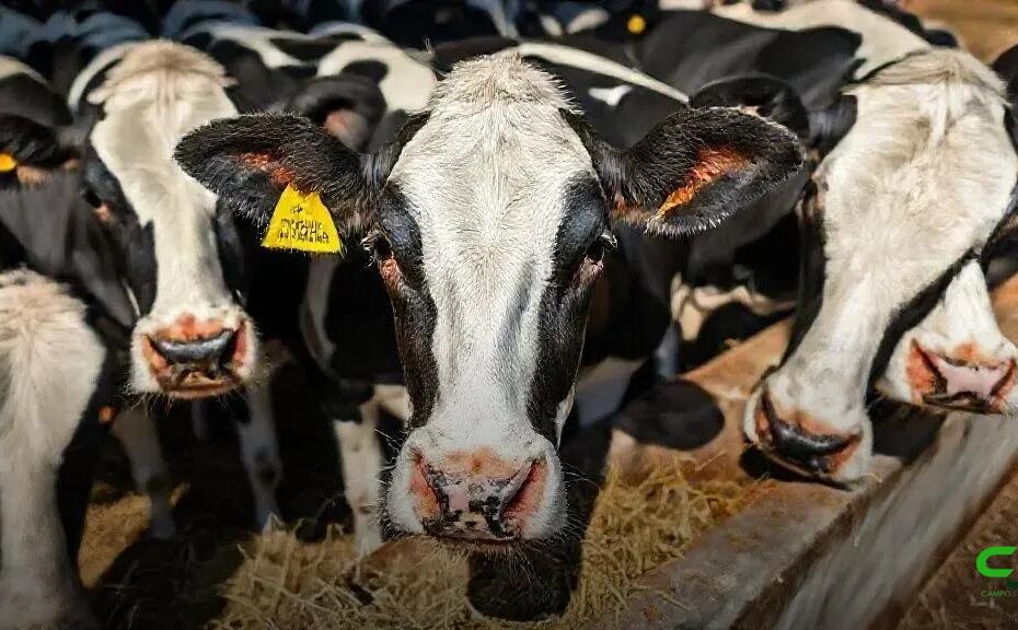 FAO reconhece Programa Mais Leite Saudável como referência global de pecuária 5 FAO reconhece Programa Mais Leite Saudável como referência global de pecuária