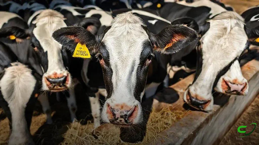 FAO reconhece Programa Mais Leite Saudável como referência global de pecuária