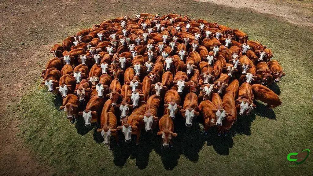 Hereford e Braford atingem 1 milhão de animais registrados, afirma ABHB