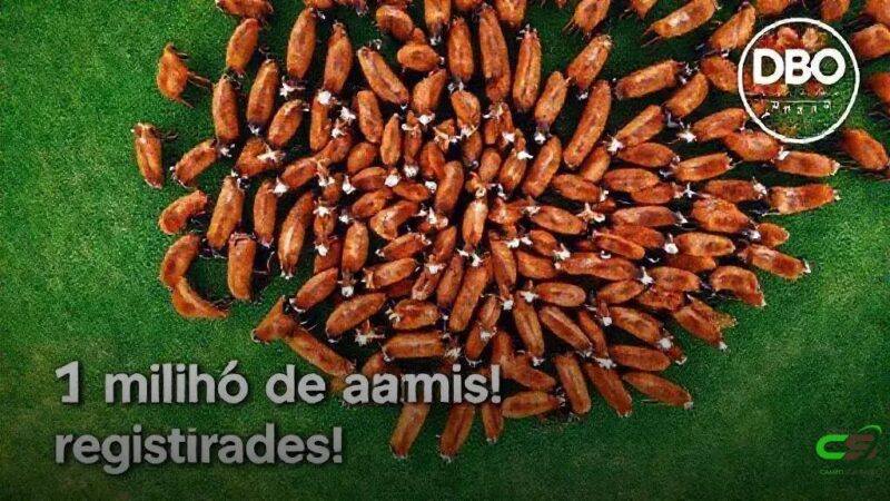 Hereford e Braford chegam à marca histórica de 1 milhão de animais no Brasil