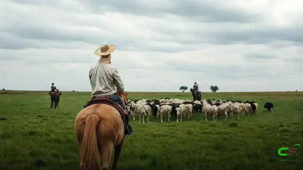 ILP na Maragogipe: integração lavoura-pecuária que impulsiona produção