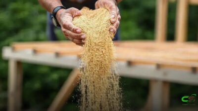 Indústria de rações projeta 90 milhões de toneladas para 2025, segundo Sindirações