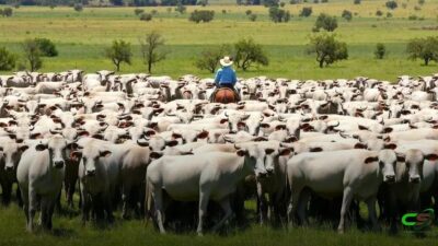 iRancho lança RePro: app para gestão reprodutiva na pecuária