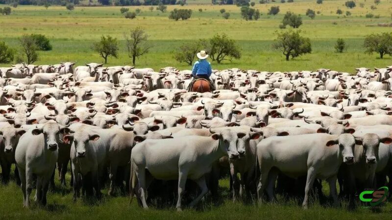 iRancho lança RePro: app para gestão reprodutiva na pecuária