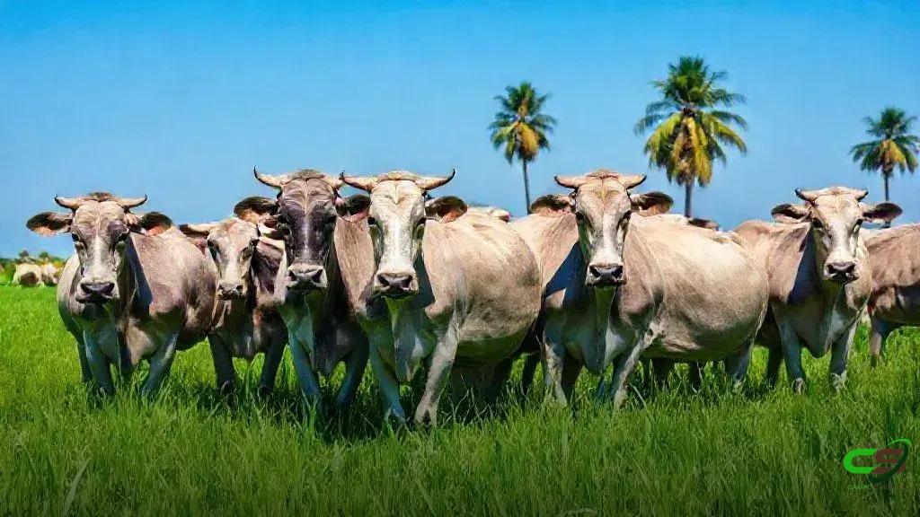 Nelore Cometa realiza 32º Leilão com 150 touros P.O., referência genética Nelore Cometa realiza 32º Leilão com 150 touros P.O., referência genética