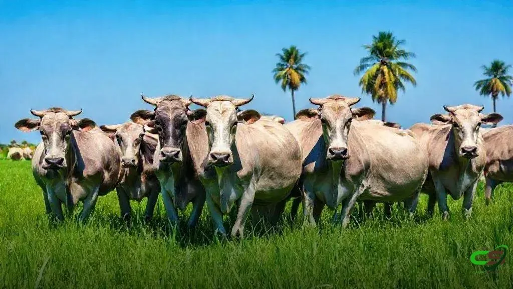 Nelore Cometa realiza 32º Leilão com 150 touros P.O., referência genética 2 Nelore Cometa realiza 32º Leilão com 150 touros P.O., referência genética