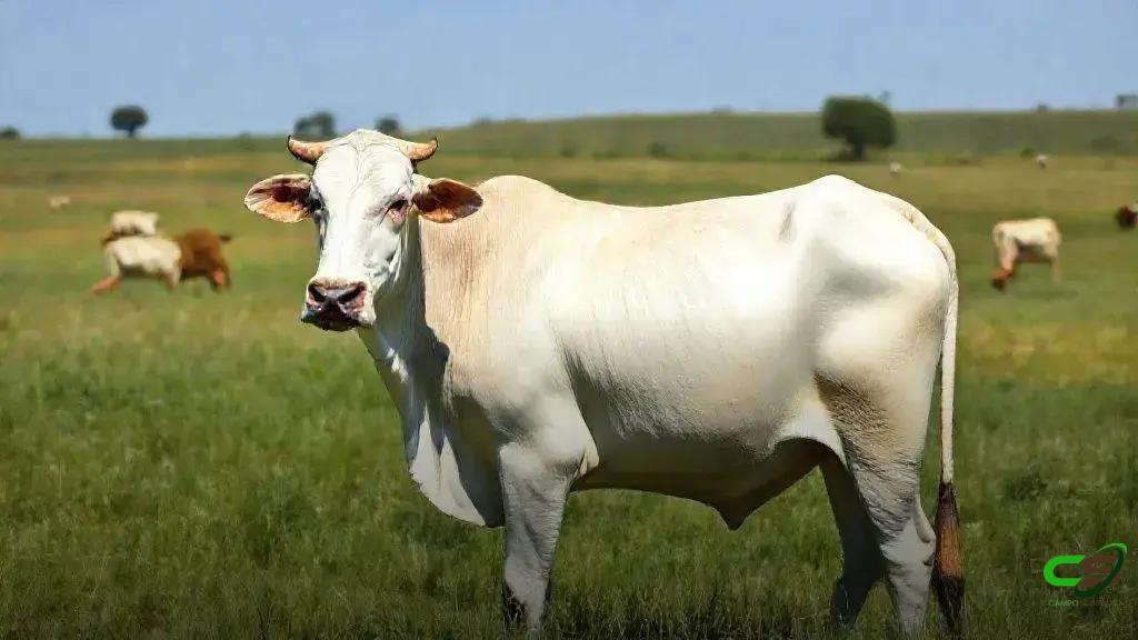 Nelore Vermelho: a verdade sobre as cores permitidas da raça