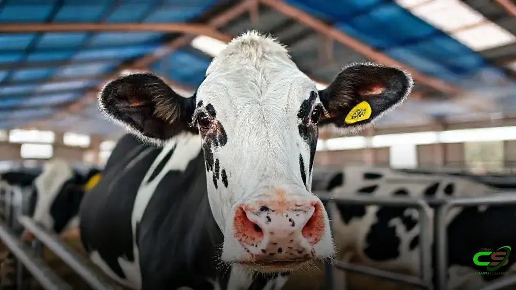 Nestlé e BB lançam linha de crédito para reduzir emissões na produção de leite