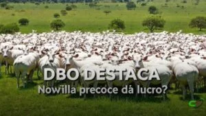 Novilhas precoces: como preparar a fazenda para prenhez eficiente