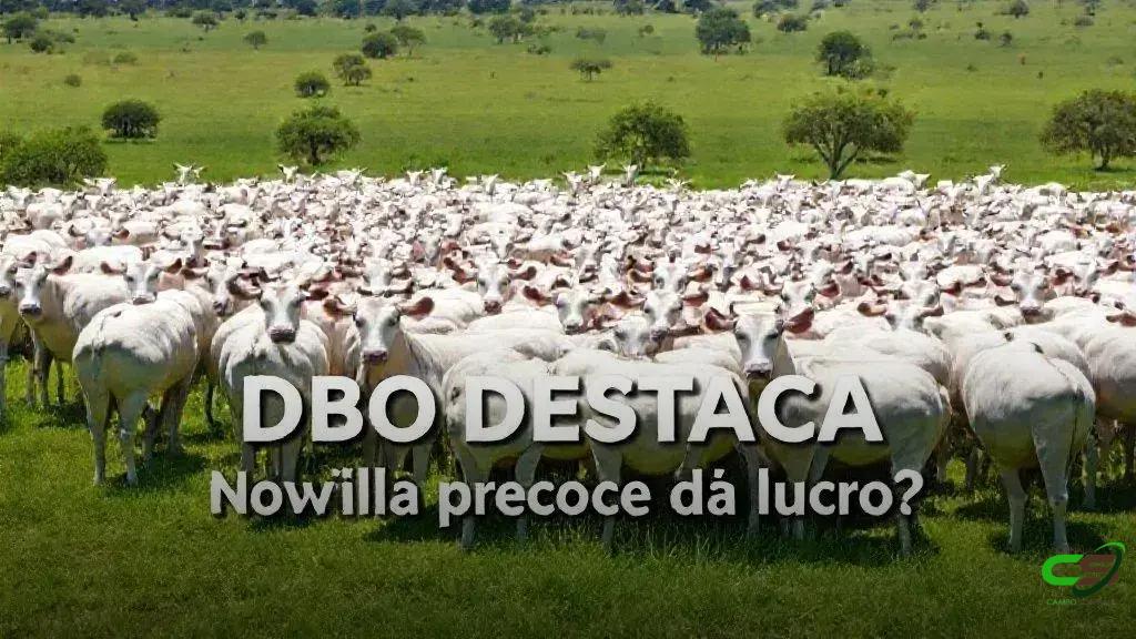 Novilhas precoces: como preparar a fazenda para prenhez eficiente