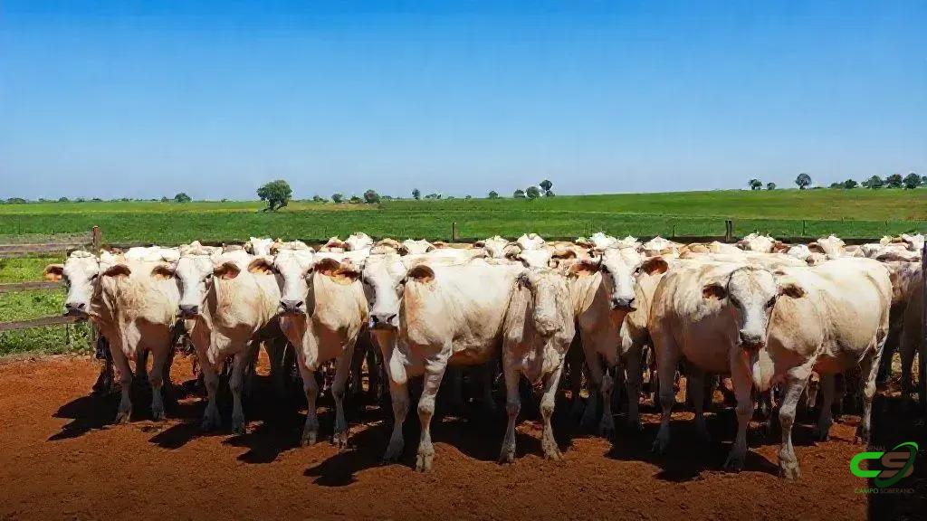 Novilho Precoce mira expansão nacional com modelo de franquia associativista