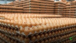 Ovos brasileiros: exportações sobem 13,6% em outubro, diz ABPA