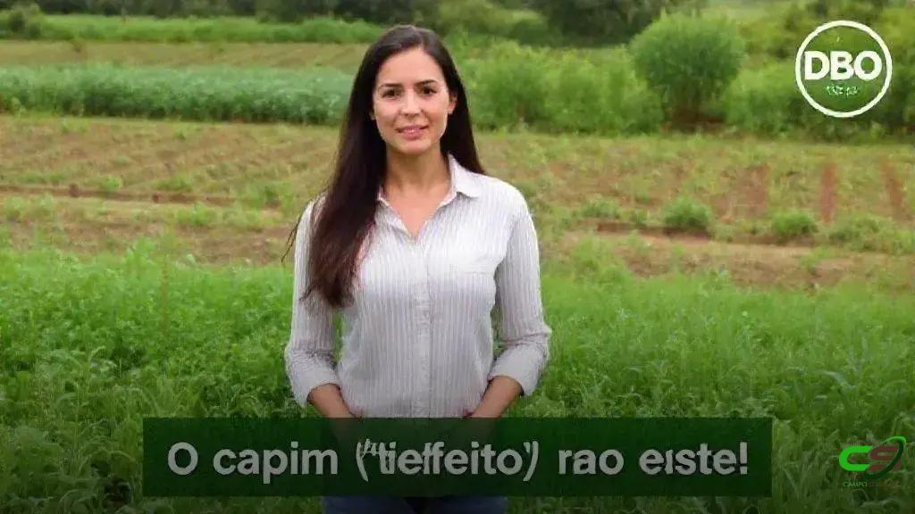 Pastagem: como escolher a forrageira certa e evitar prejuízos