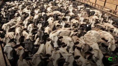 Pecuarista de Rondônia turbina a engorda de novilhas Nelore na TIP