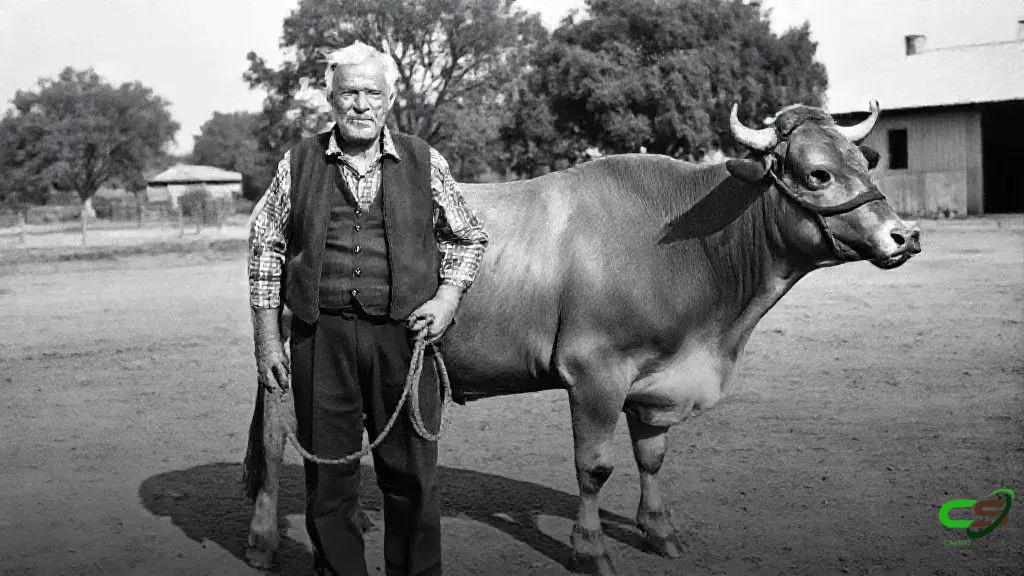 Pecuarista de Rondônia turbina a engorda de novilhas Nelore na TIP