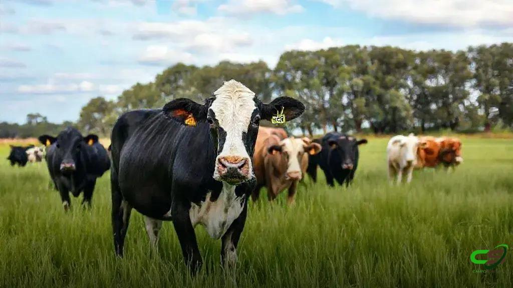 Pegada hídrica do leite: manejo eficiente reduz consumo de água em fazendas leiteiras