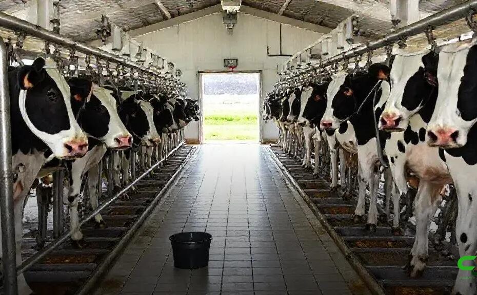 Período de transição de vacas leiteiras impulsiona saúde e produtividade 2 Período de transição de vacas leiteiras impulsiona saúde e produtividade