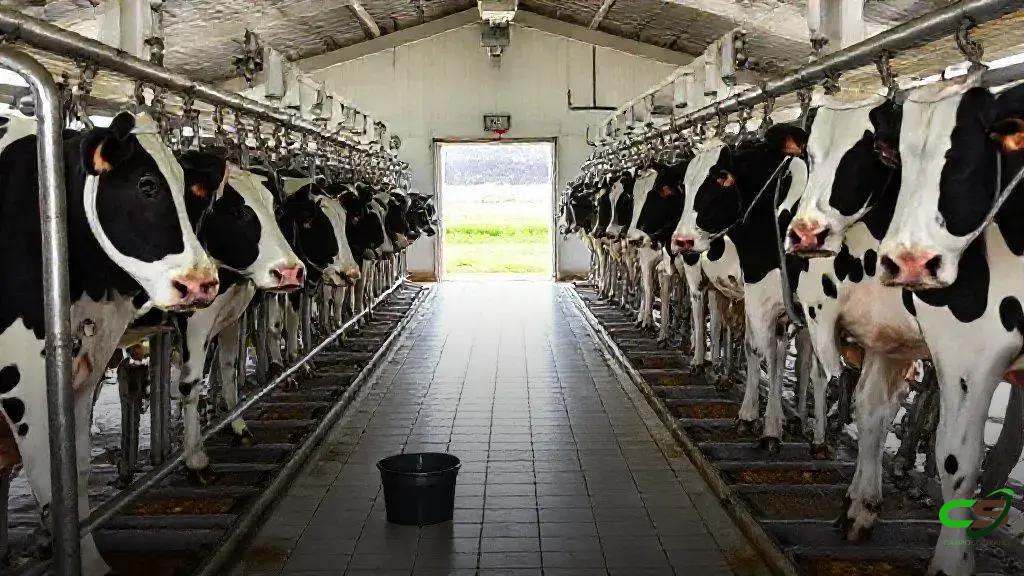 Período de transição de vacas leiteiras impulsiona saúde e produtividade