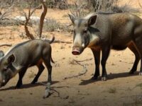 Peste Suína Africana na Espanha mobiliza força-tarefa militar perto de Barcelona