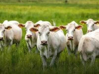 Ponto de equilíbrio na pecuária: custos invisíveis elevam o preço da arroba