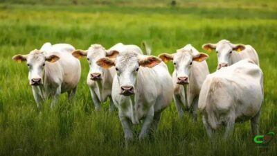 Ponto de equilíbrio na pecuária: custos invisíveis elevam o preço da arroba