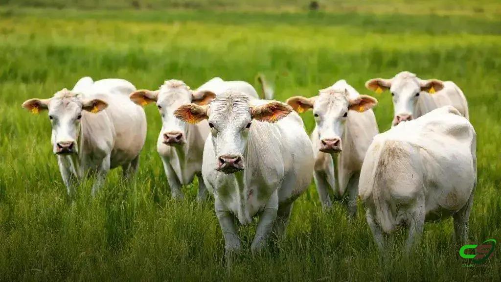 Ponto de equilíbrio na pecuária: custos invisíveis elevam o preço da arroba