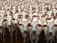 Preço do Boi Gordo para 2026: Otimismo com Recuperação Gradual