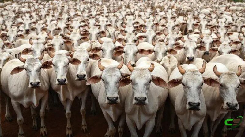 Preço do Boi Gordo para 2026: Otimismo com Recuperação Gradual