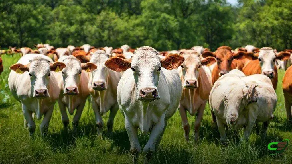 Preço do boi gordo recua; demanda externa e consumo interno guiam o mercado 1 Preço do boi gordo recua; demanda externa e consumo interno guiam o mercado
