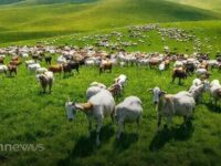 Preço futuro do boi gordo se mantém estável na 1ª semana de dezembro de 2025