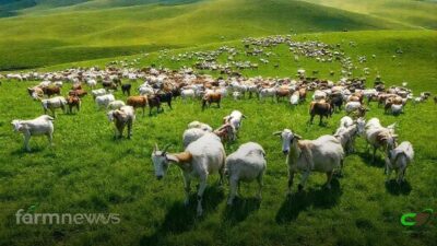 Preço futuro do boi gordo se mantém estável na 1ª semana de dezembro de 2025