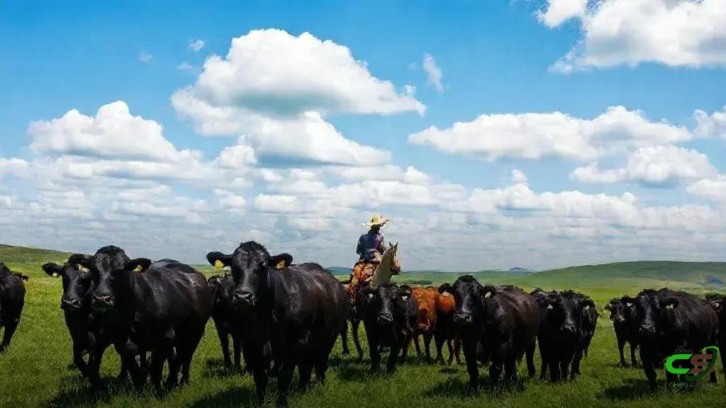 Promebo lança nova interface para facilitar decisões de acasalamento Promebo lança nova interface para facilitar decisões de acasalamento