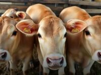 Rastreabilidade na pecuária do Pará: caminhos para a inclusão e eficiência