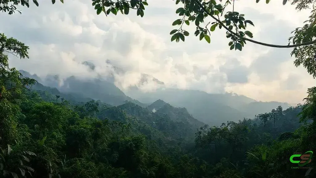 Reserva Legal: transformar excedente de vegetação em ativo ambiental com CRA