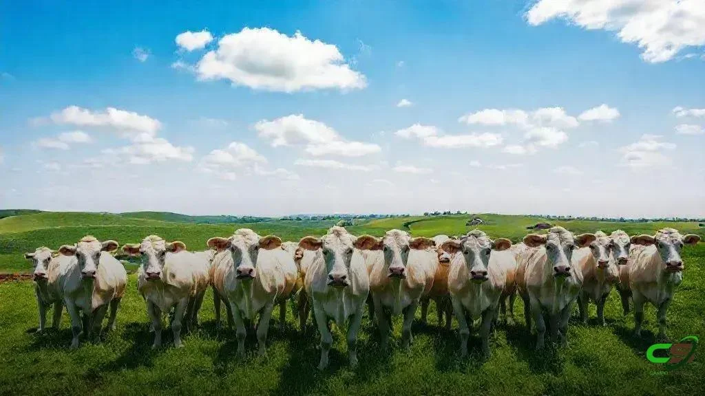 Saúde no Campo: Senar e Einstein firmam parceria para ampliar telemedicina