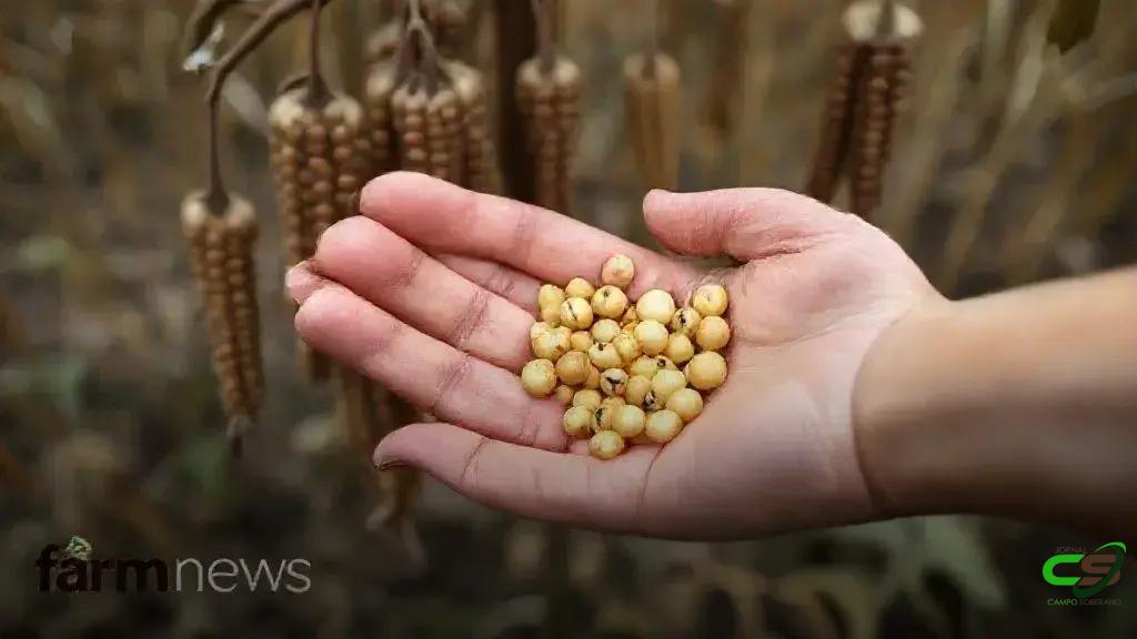 Soja 2026: preços futuros ficam abaixo do físico no fim de novembro