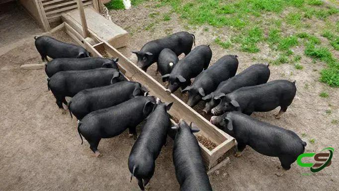 TIP: Terminação Intensiva a Pasto impulsiona eficiência na carne brasileira