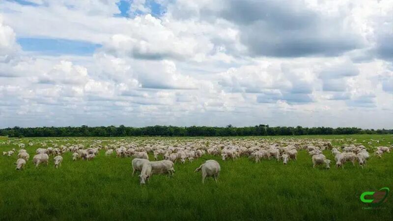 Tocantins atinge 95,96% de animais declarados na campanha pecuária