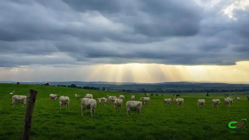 Transição seca-águas: manejo da pastagem na rebrota crítica para o gado